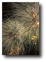 Fireworks photograph