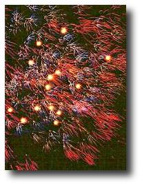 Fireworks photograph